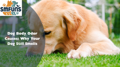 Dog Body Odor Causes