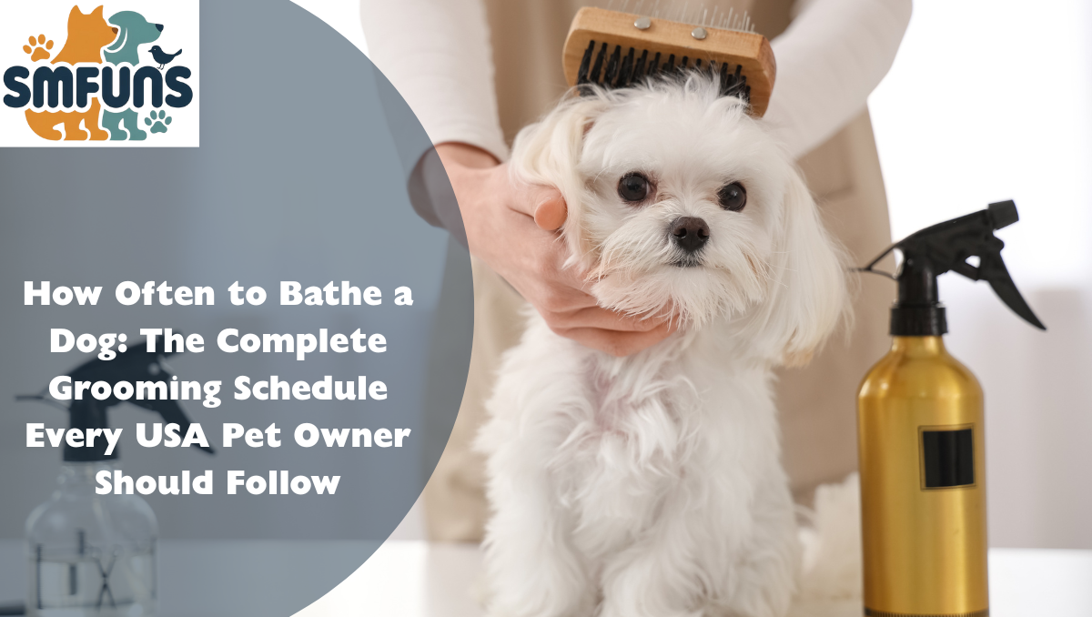 How Often to Bathe a Dog