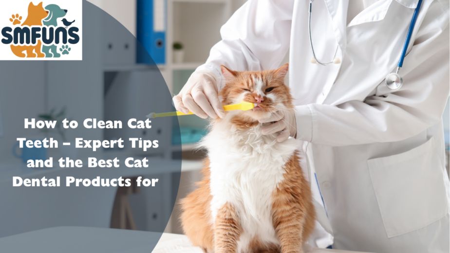 How to Clean Cat Teeth