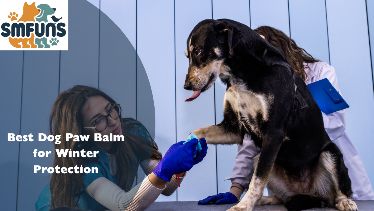 Best Dog Paw Balm