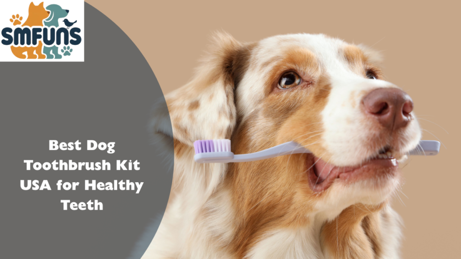 Best Dog Toothbrush Kit
