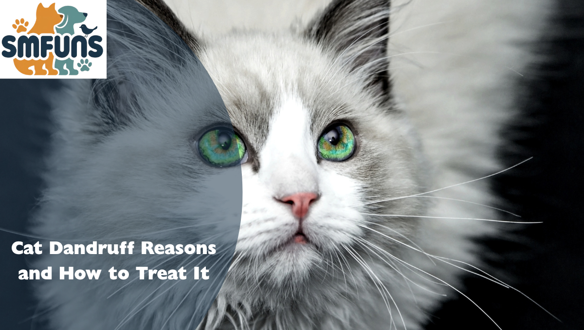Cat Dandruff Reasons and How to Treat It