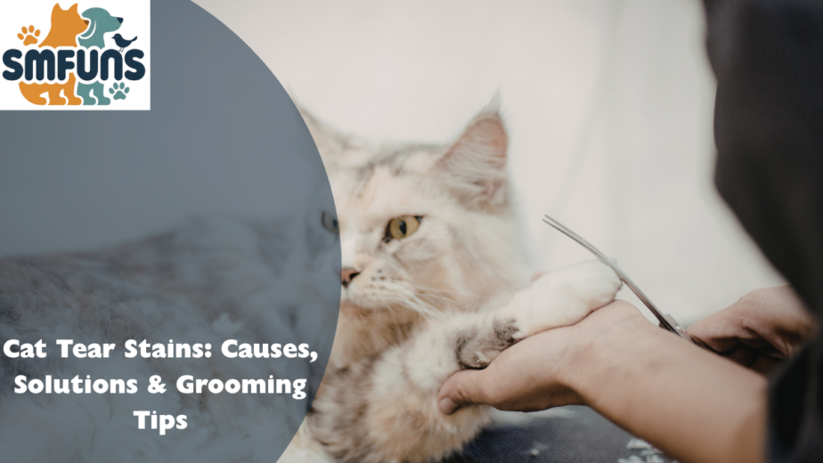 Cat Tear Stains: Causes,