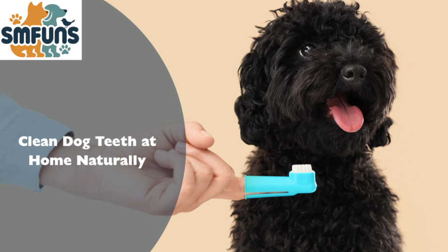 Clean Dog Teeth at Home