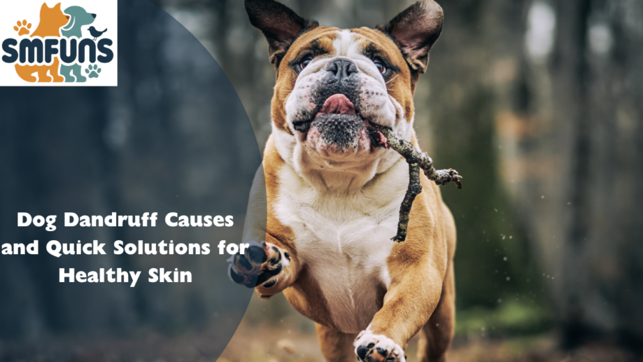 Dog Dandruff Causes and Quick Solutions for Healthy Skin