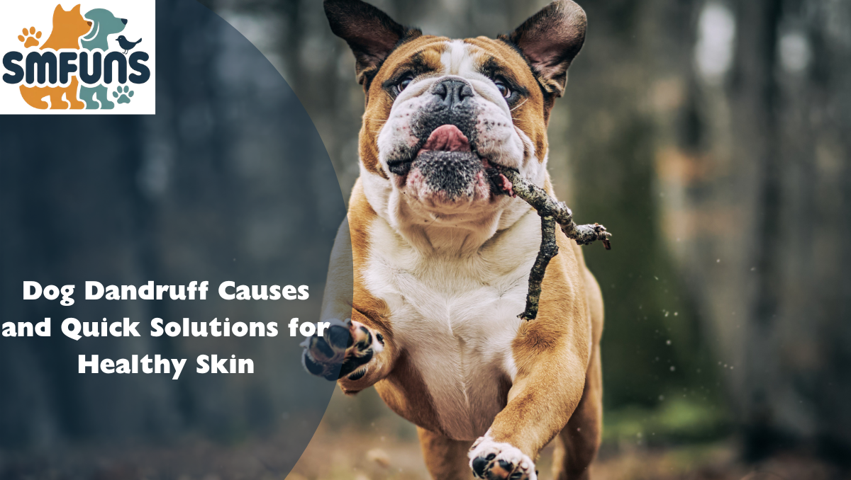 Dog Dandruff Causes and Quick Solutions for Healthy Skin
