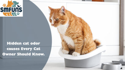 cat odor causes