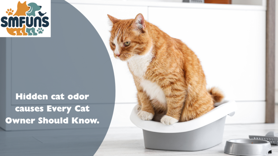 cat odor causes
