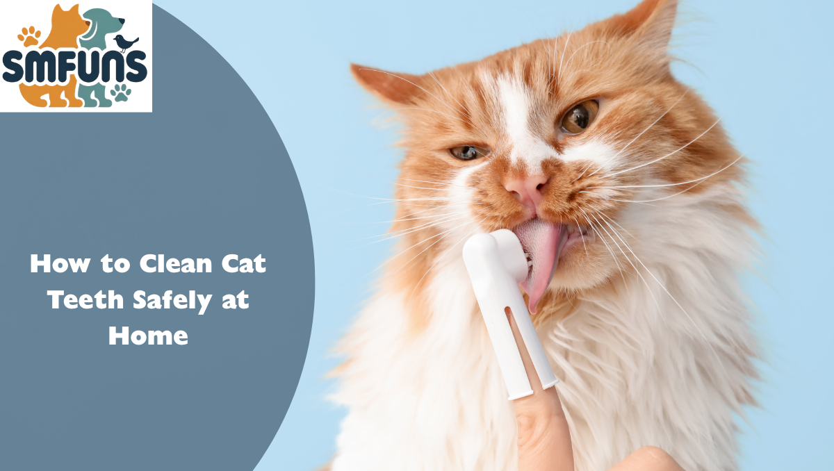 How to Clean Cat Teeth