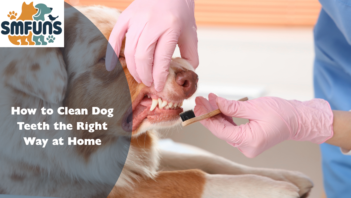 How to Clean Dog Teeth