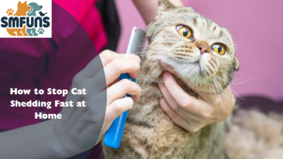 How to Stop Cat Shedding