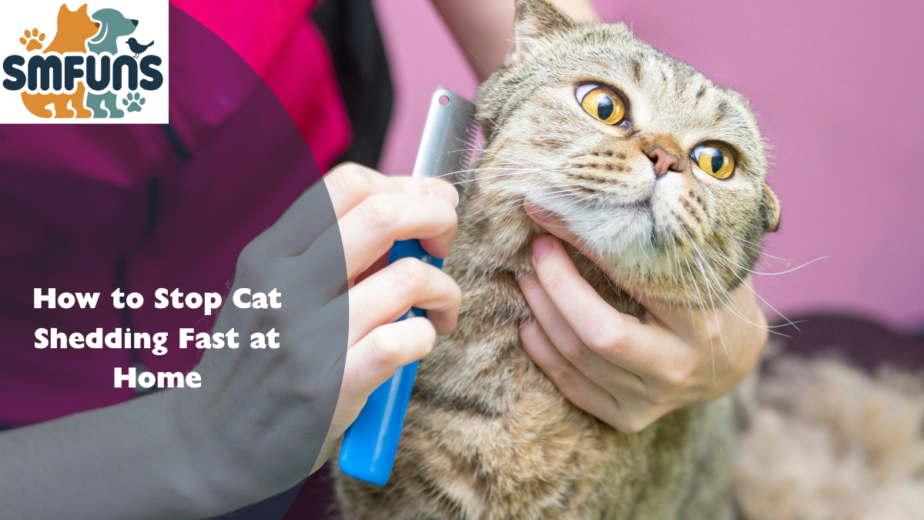 How to Stop Cat Shedding